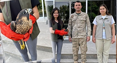 Şanlıurfa'da yaralı gökdoğan bulundu!