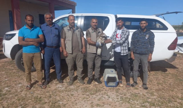 Şanlıurfa’da yılan kartalı bulundu!