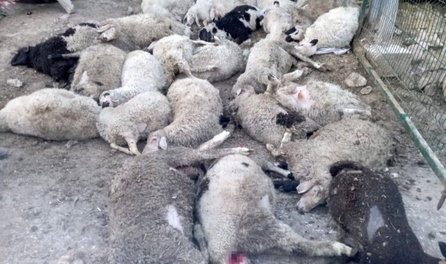 Sokak köpekleri saldırısı: 40 kuzu telef oldu