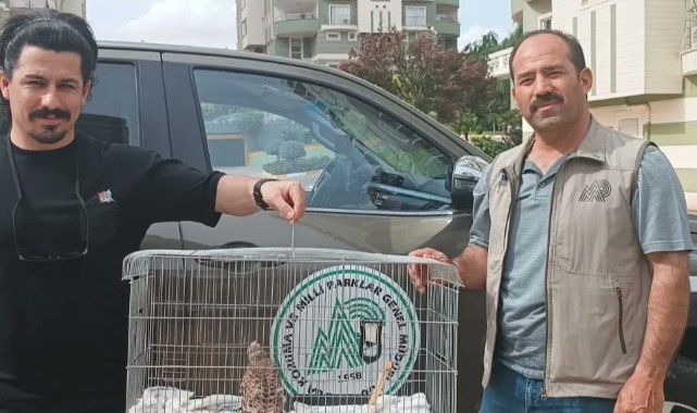 Urfa’da kerkenez yavrusu bulundu
