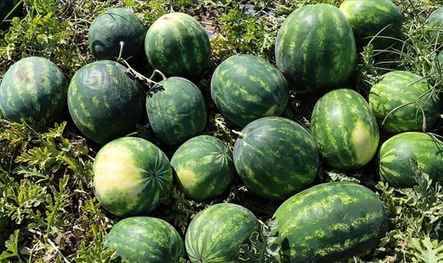 Adana'da karpuz hasadı sürüyor