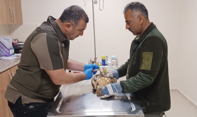 Bayramda yaban hayvanlarına bakım