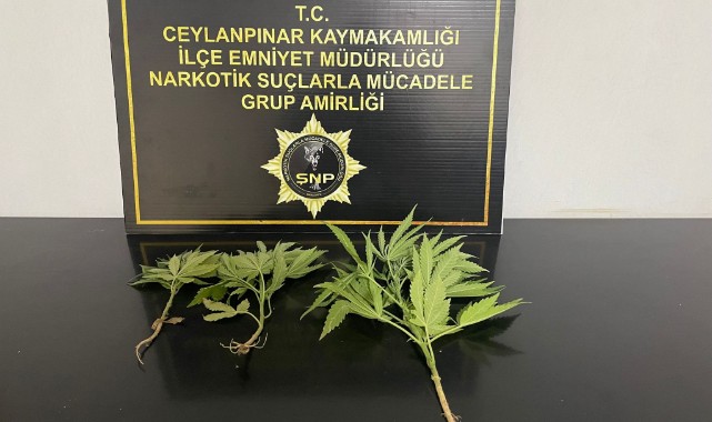 Ceylanpınar'da uyuşturucu denetimlerinde 3 şüpheli yakalandı