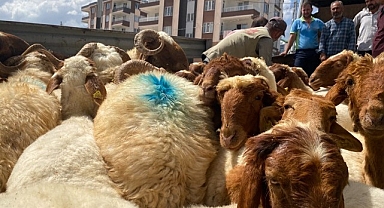  Depremde hayvanlarını kaybedenlere hayvan dağıtıldı
