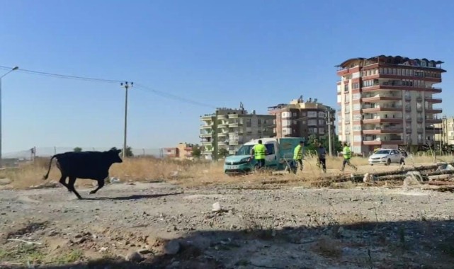 Haliliye'de kaçan büyükbaş kurbanlık zor anlar yaşattı
