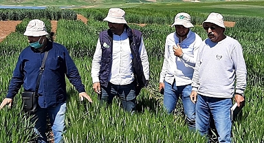 Harran Üniversitesi iki yeni buğday çeşidi geliştirildi