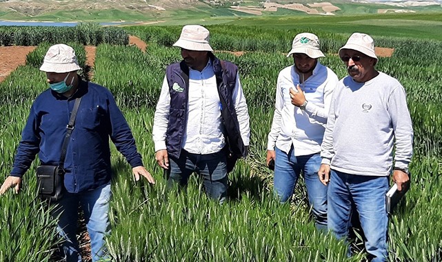 Harran Üniversitesi iki yeni buğday çeşidi geliştirildi