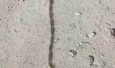  İlk görüşte yılan sandı, yaklaşınca gözlerine inanamadı