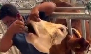 İneğe içki şişesinde sıvı veren şahıs yakalandı