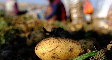 Mayısta en çok patates artarken doğalgaz ise düştü