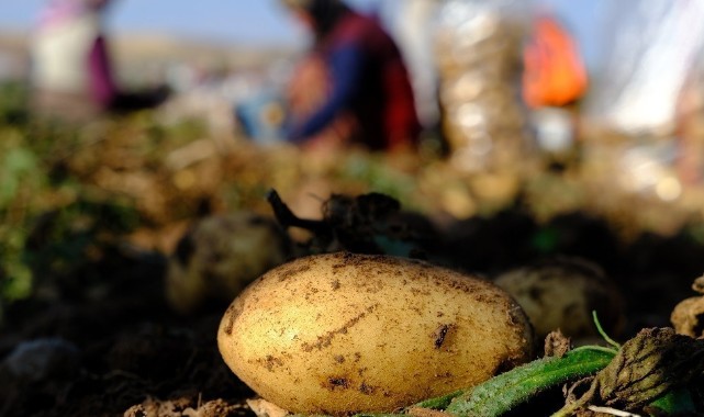 Mayısta en çok patates artarken doğalgaz ise düştü