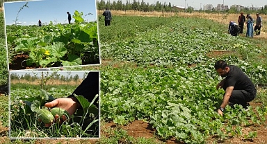 Öğrenciler "şelengo" meyvesi için destek veriyor