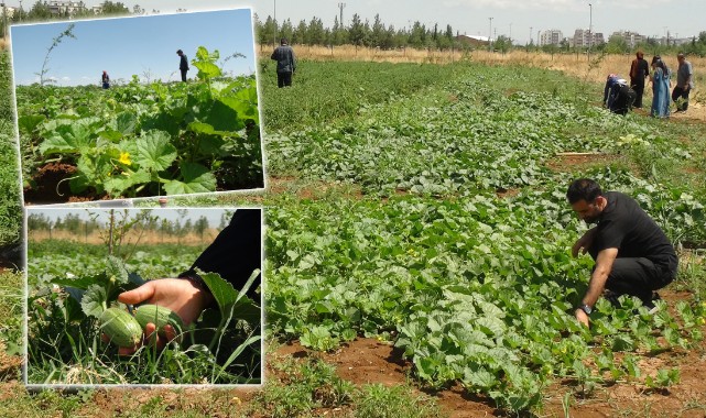 Öğrenciler "şelengo" meyvesi için destek veriyor