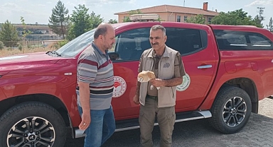 Peçeli Baykuş tedavi edilip doğaya salındı!