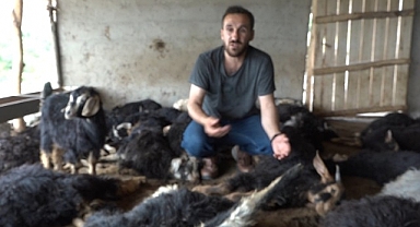 Sokak köpekleri ahıra girerek 70 hayvanı telef etti