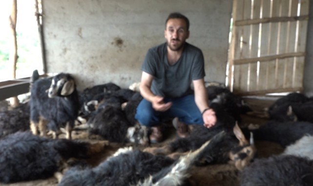 Sokak köpekleri ahıra girerek 70 hayvanı telef etti