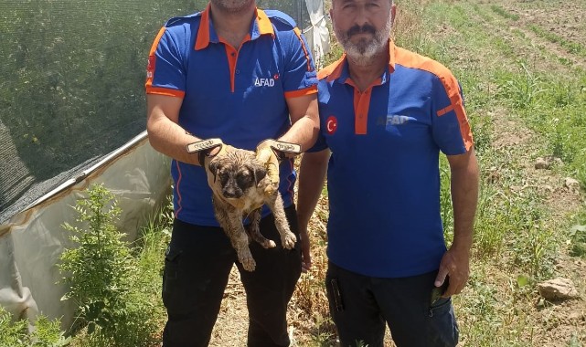 Su kuyusuna düşen yavru köpek kurtarıldı