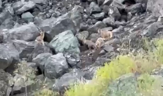 Tilki yavrularının oyun anları görenleri şaşırttı!