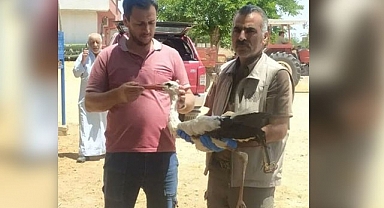 Urfa'da yaralı leylek tedavi edilecek