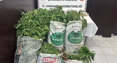 Viranşehir'de ekili kenevir ele geçirildi