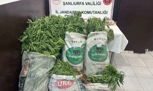 Viranşehir'de ekili kenevir ele geçirildi