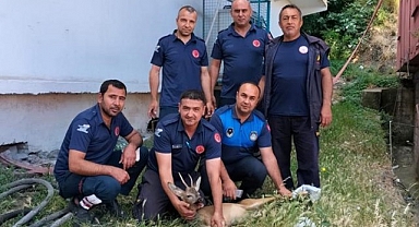 Yaralı dağ ceylanı tedavisi sonrası doğaya salındı