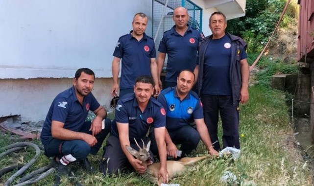 Yaralı dağ ceylanı tedavisi sonrası doğaya salındı