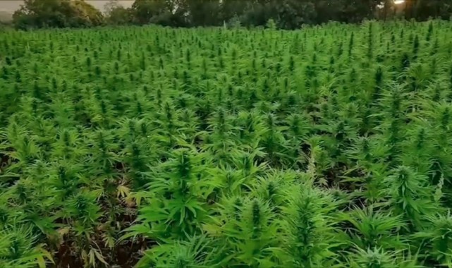 16 milyon kök kenevir bitkisi ele geçirildiği duyurdu
