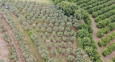  Adana’da 2 bin kök kenevir bitkisi ele geçirildi