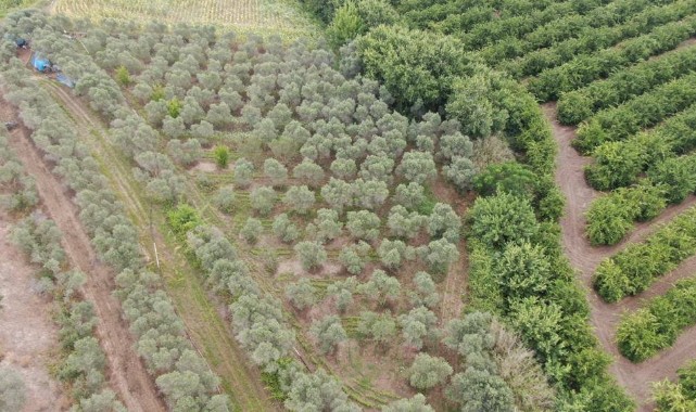  Adana’da 2 bin kök kenevir bitkisi ele geçirildi