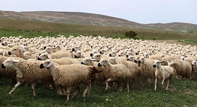 Bu sene bayramda kesilen kurban sayısı belli oldu