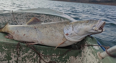 Fırat Nehri'nde 30 kiloluk turna balığı oltaya takıldı