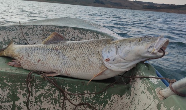 Fırat Nehri'nde 30 kiloluk turna balığı oltaya takıldı