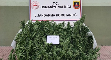 Jandarma, ormanlık alana ekilen hint kenevirlerini ele geçirdi