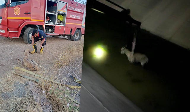 Mazgala sıkışan köpek ve kanala düşen eşek kurtarıldı