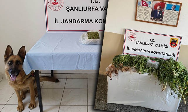 Şanlıurfa’da uyuşturucu operasyonu! Tutuklama ve gözaltılar var