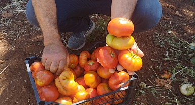 Üretici yerli domatesi 10 liradan satıyor