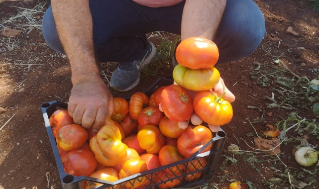 Üretici yerli domatesi 10 liradan satıyor