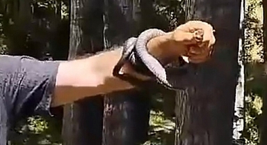 Yılanı koluna bilezik gibi sardı