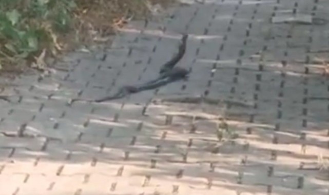 Yılanların 'çiftleşme dansı' tedirgin ediyor