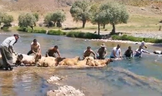 Yıllardır kuzu yıkama günü gerçekleştiriliyor