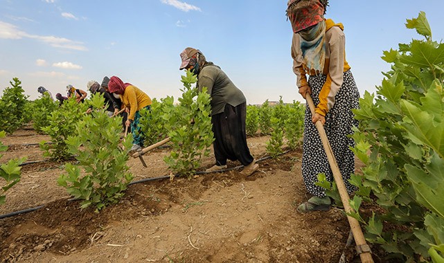 120 personel fidanları kavurucu sıcaklardan koruyor