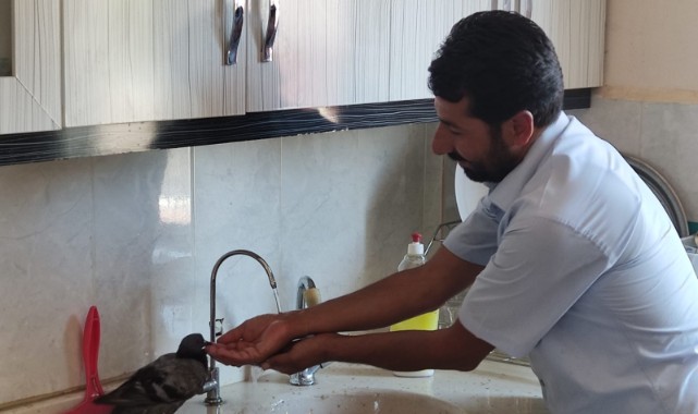 Sıcaktan bunalan güvercin Müftülük binasına sığındı