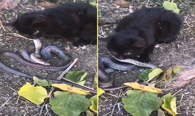 Elazığ'da Yavru kedi, 2 metrelik yılanı yemeye çalıştı