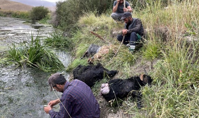 Hakkari’de köpekler sürüye saldırdı, 30'a yakın koyun telef oldu