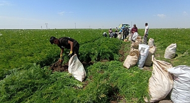 Tarım işçileri 40 derece altında mesai yapıyor!