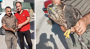 Urfa’da bitkin halde Çakır kuşu bulundu