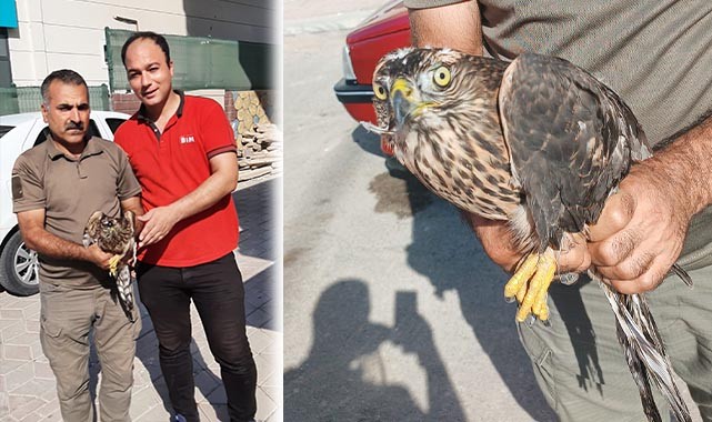 Urfa’da bitkin halde Çakır kuşu bulundu
