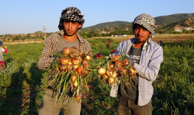 Urfalı işçilerin topladığı soğanlar tarlada 5, tezgahta 15