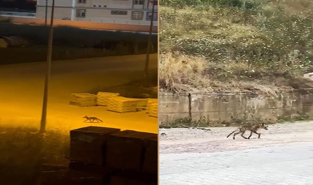Yalova'da kent merkezine tilki indi